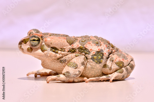 Foto Bufo Common European Toad