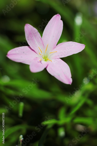 Blossom Zephyranthes Lily  Rain Lily  Fairy Lily  Little Witches flowers is wildflowers in tropical forest