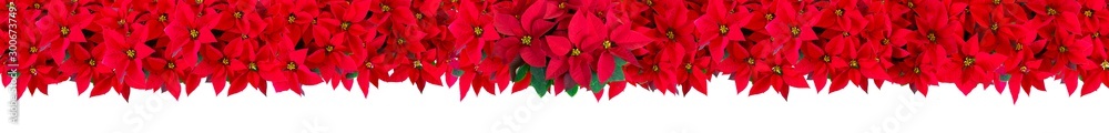 Background made with christmas red potted flowers Background made with christmas red potted flowers