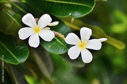 frangipani flower on green background