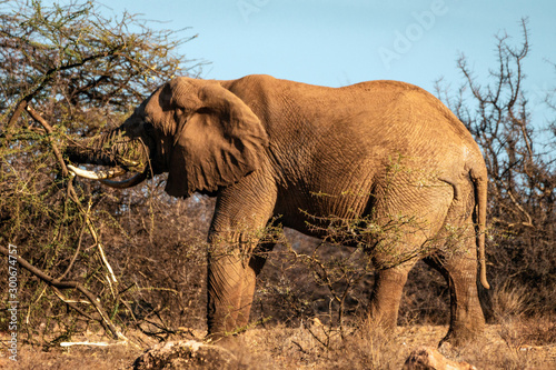 Big male elephant from Samburu with big tusks