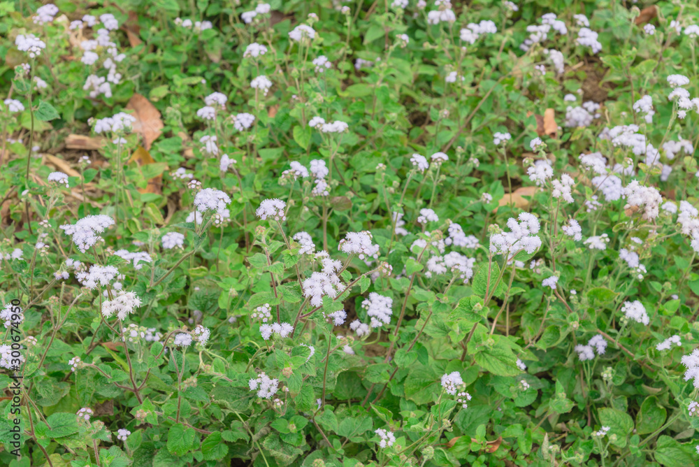 Blooming Ageratum conyzoides (cut lon) field of flowers at springtime in Vietnam