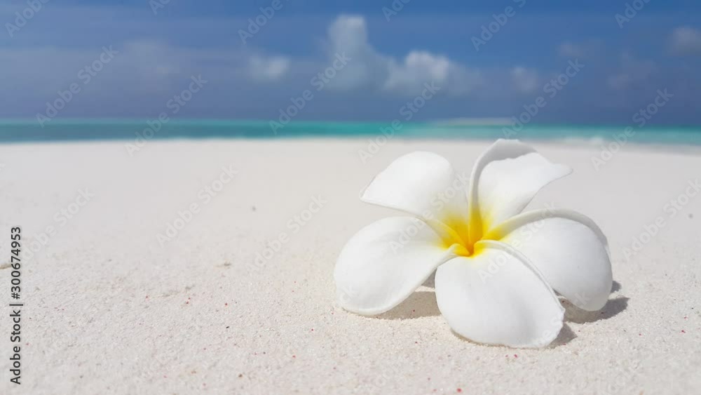 Concept design vacation theme, close up of tropical white flower on white beach with sea background in Maldives Concept design vacation theme, close up of tropical white flower on white beach with sea background in Maldives
