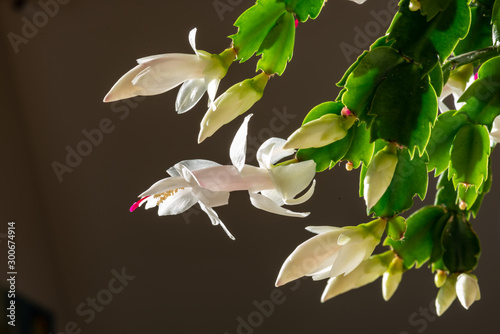 blooming christmas cactus with white blossoms and pink pistils