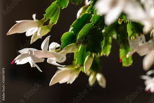 blooming christmas cactus with white blossoms and pink pistils