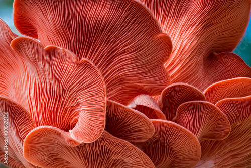 Fotografia Underside of oyster mushrooms (Pleurotus ostreatus) showing gills