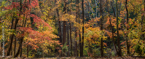 Deciduous trees in autumn in central Virginia, backlit by afternoon sun.