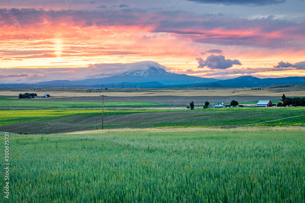Western USA Countryside Sunset: Rolling fields and expansive farmland with a snow-capped mountain in the distance at sunset - Washington, USA - obrazy, fototapety, plakaty 