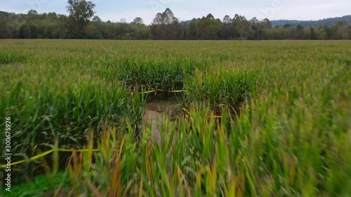 Maze at a cornfield in Dawsonville Georgia photo