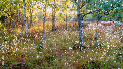 Tawny cottongrass (Eriophorum virginicum) and quaking aspen trees in a boreal bog at sunrise in Blackwater Falls State Park in West Virginia in late September. These bogs were formed after the last Ic
