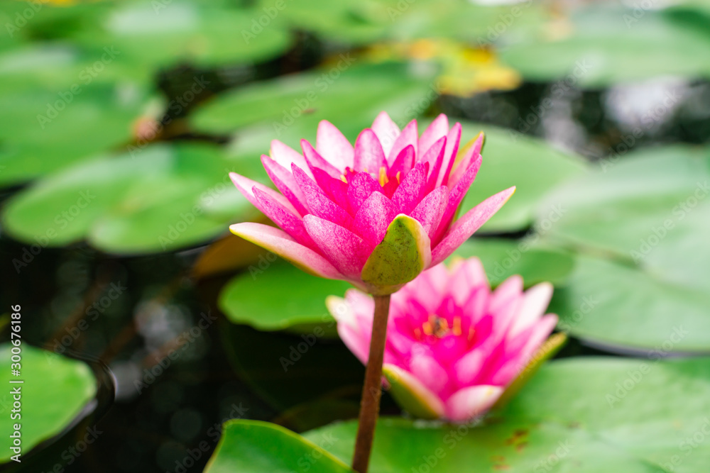 Pink lotus blossom flower bloommng in water pond Pink lotus blossom flower bloommng in water pond