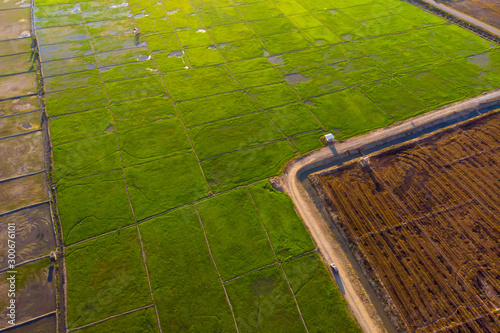 Beautiful Aerial image of young green paddy field and small hut at Kota Belud, Sabah, Borneo