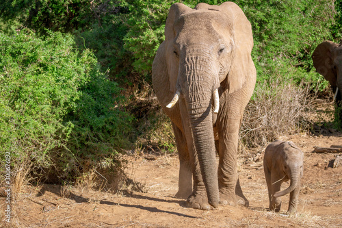 Mother and baby elephant from samburu kenya africa