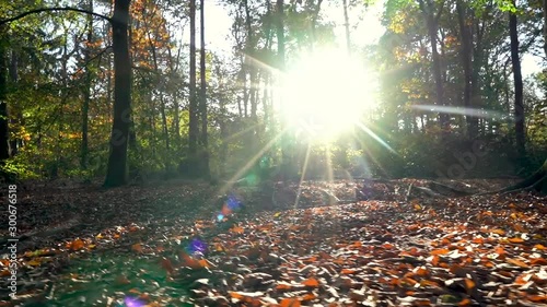 Forrest during Autumn sunset in Tilburg, The Netherlands. photo