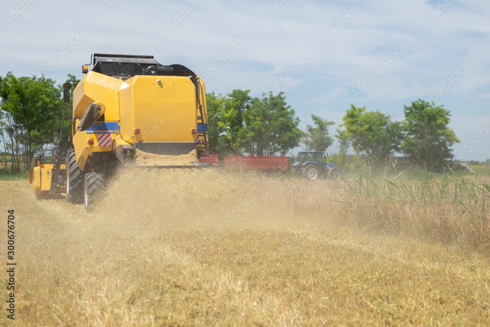 Fototapeta premium Wheat harvester passing by in the farm field