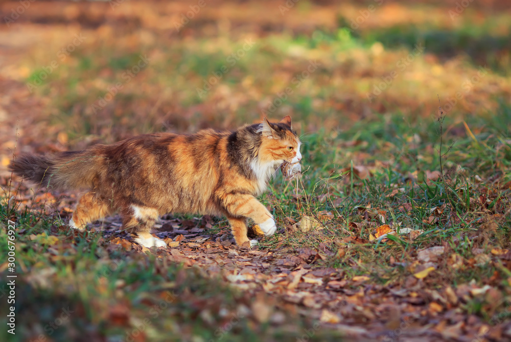 Obraz premium portrait of a beautiful fluffy cat walking in the autumn garden holding a caught red mouse in his teeth