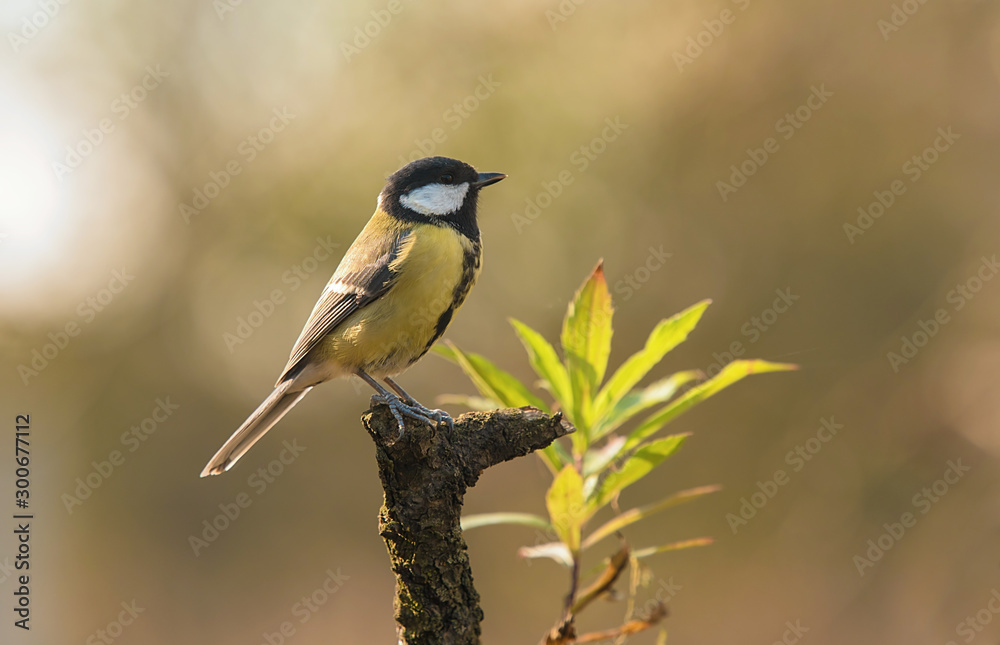 Fototapeta premium Great titmouse sitting on on a branch