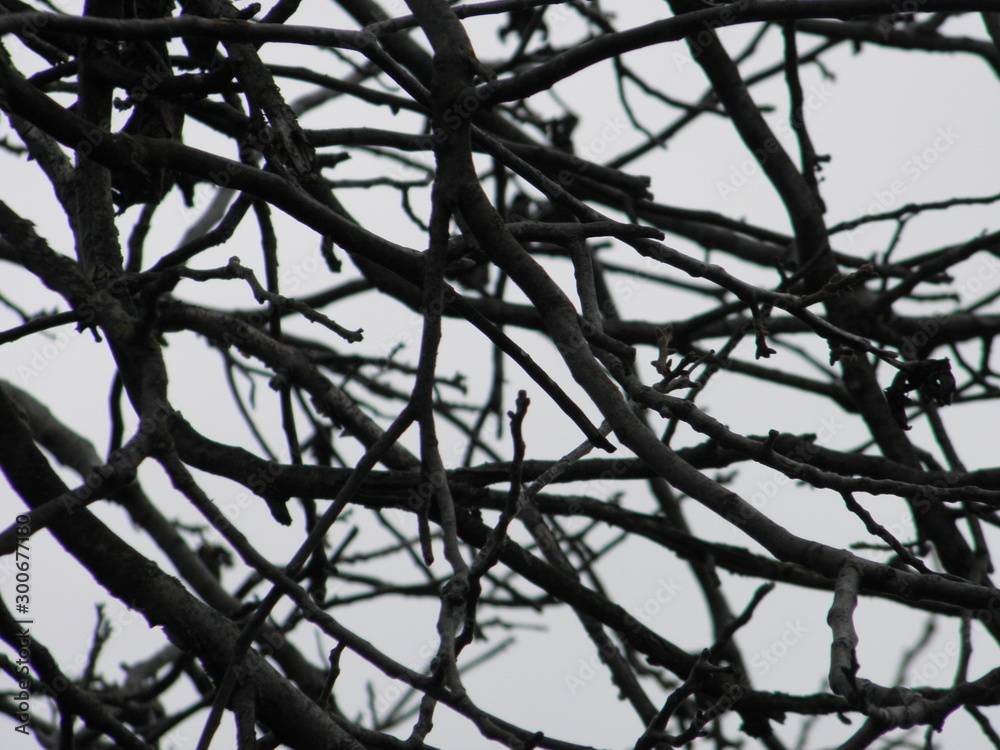 branches branches