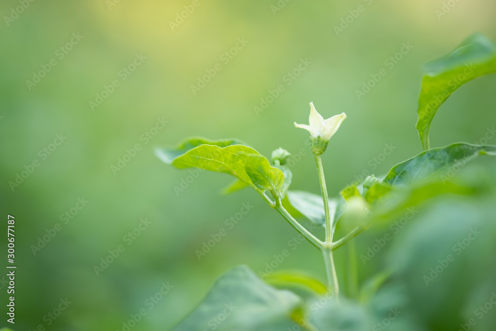 Choose the focus point on the leaf,The leaves are fresh green with copy space, Choose the focus point on the leaf,The leaves are fresh green with copy space,