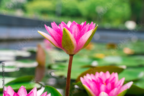 Pink lotus blossom flower bloommng in water pond