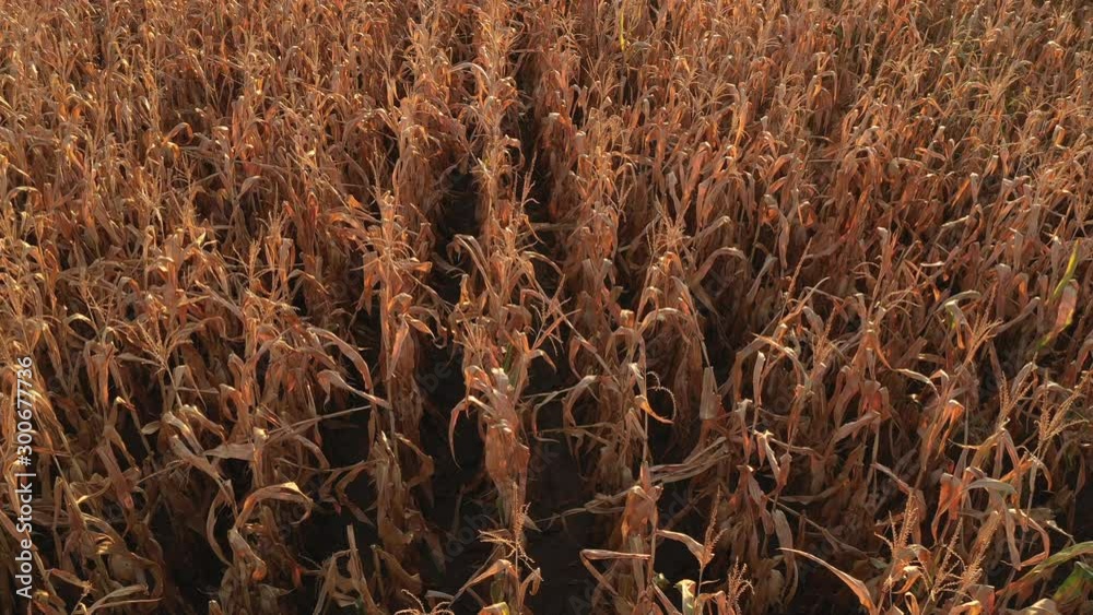 Aerial view of cultivated corn plantation