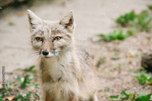 junger Fuchs im Wildpark Nahaufnahme 