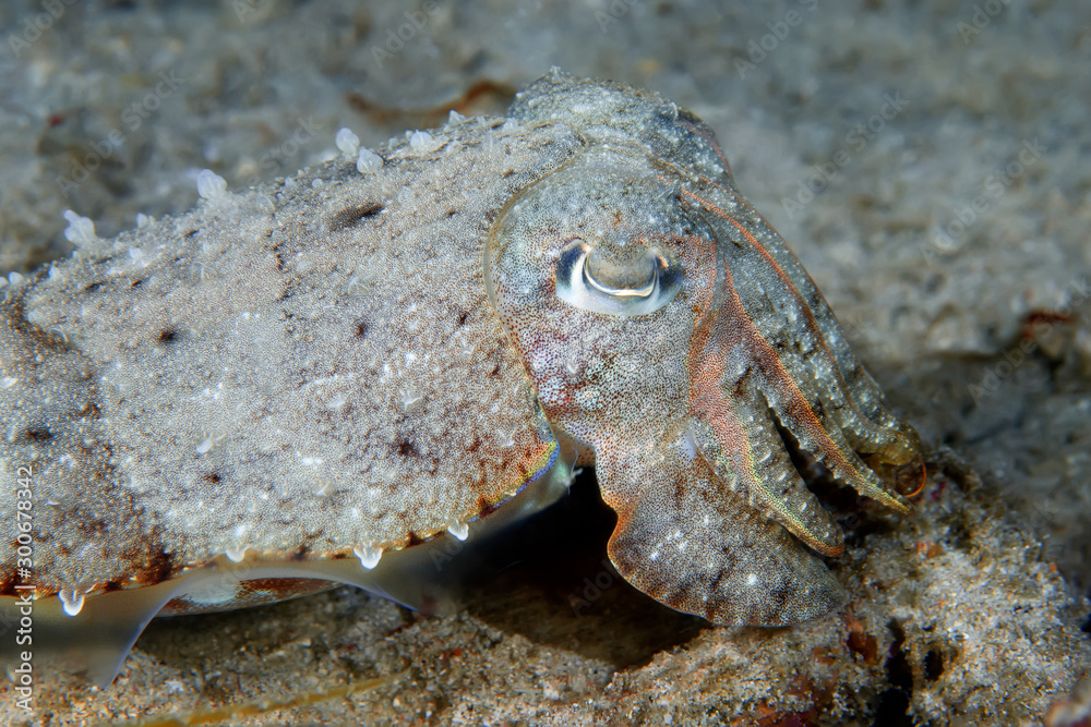 Close up photography of the cuttlefish (Sepia latimanus). Philippines.