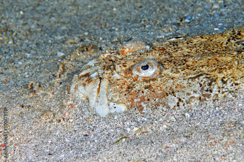 Stargazer  Uranoscopus chinensis  burrowed in the sand waiting for prey. Head close-up. Philippines.