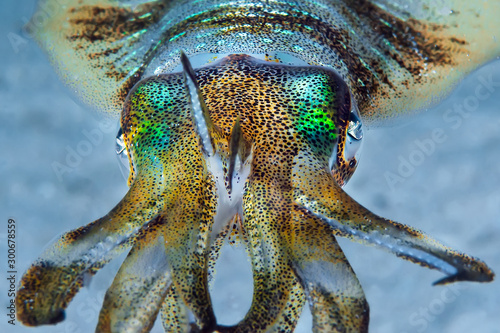 Underwater close-up photo of big fin reef squid. Philippines.