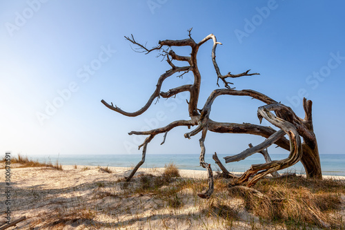 Knorriges Totholz am Weststrand der Ostsee