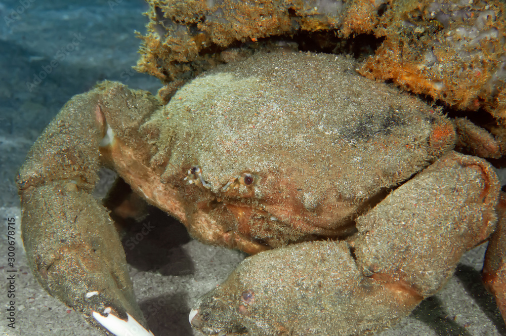 A large sea crab with coral on its shell for camouflage. Philippines.