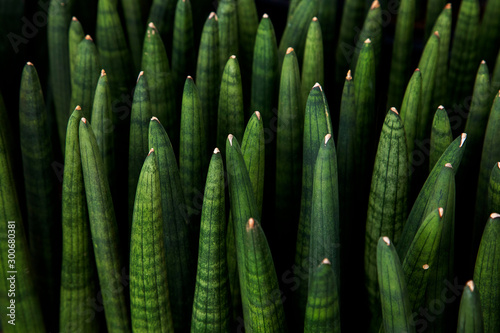 Tropical Sansevieria stuckyi tree(Elephant Tusks) texture in garden,abstract nature green background. photo