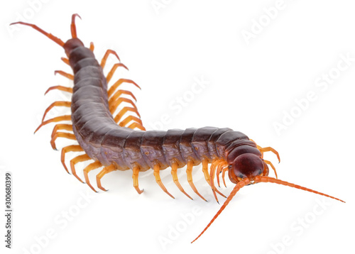 centipede isolated on white background photo