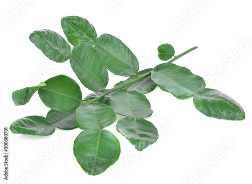 Bergamot leaves on a white background