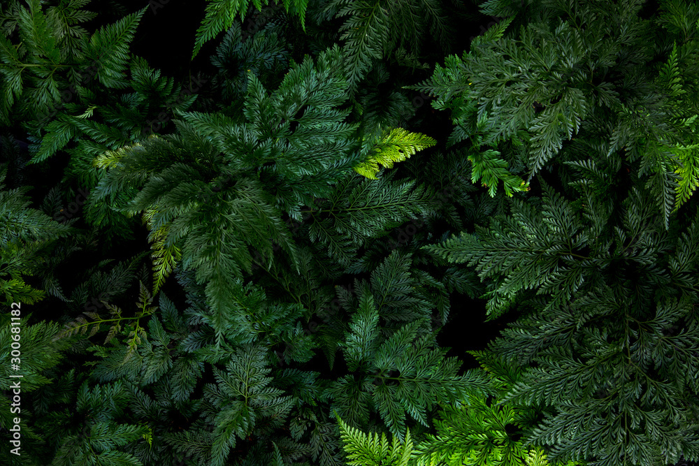Selaginella wallichii leaves(Spike Moss)Tropical leaf texture in garden,abstract nature green background.
