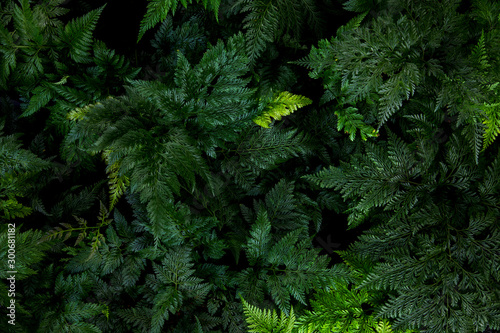 Selaginella wallichii leaves(Spike Moss)Tropical leaf texture in garden,abstract nature green background.
