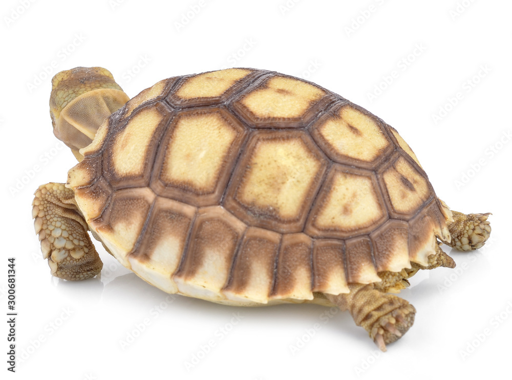 Fototapeta premium turtle on white background