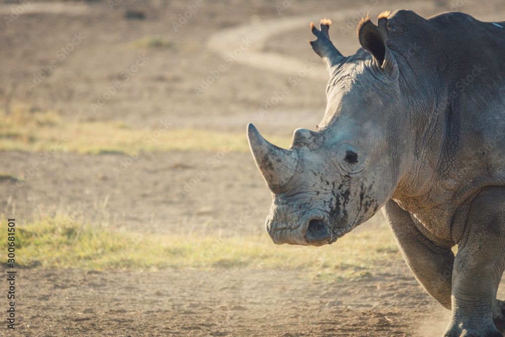 Obraz premium Closeup wildlife/animal portrait of a white rhino in Lake naivasha during kenya safari in Africa. Wilderness and outdoor concept.
