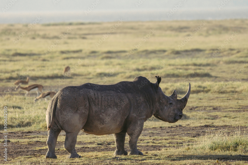 Fototapeta premium Closeup wildlife/animal portrait of a white rhino in Lake naivasha during kenya safari in Africa. Wilderness and outdoor concept.