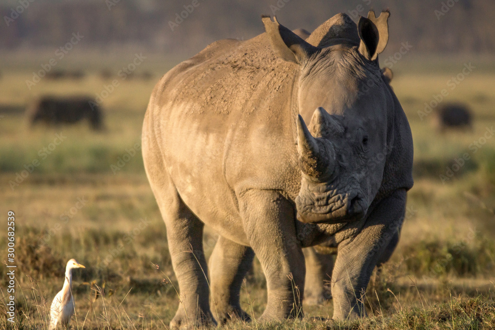Obraz premium Closeup wildlife/animal portrait of a white rhino in Lake naivasha during kenya safari in Africa. Wilderness and outdoor concept.