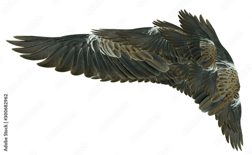 Obraz premium Wings isolated on white