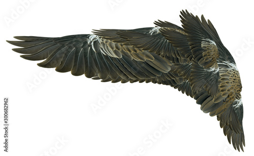 Wings isolated on white © evegenesis