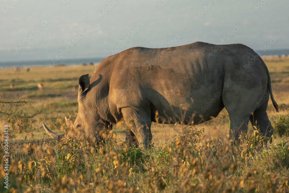 Fototapeta premium Closeup wildlife/animal portrait of a white rhino in Lake naivasha during kenya safari in Africa. Wilderness and outdoor concept.