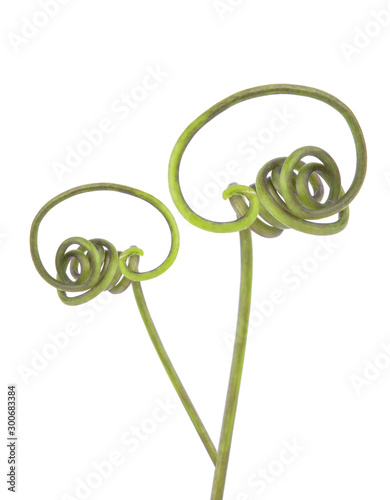Grape tendril isolated on white