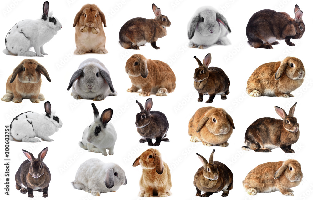 Fototapeta premium Adorable rabbit isolated on a white background