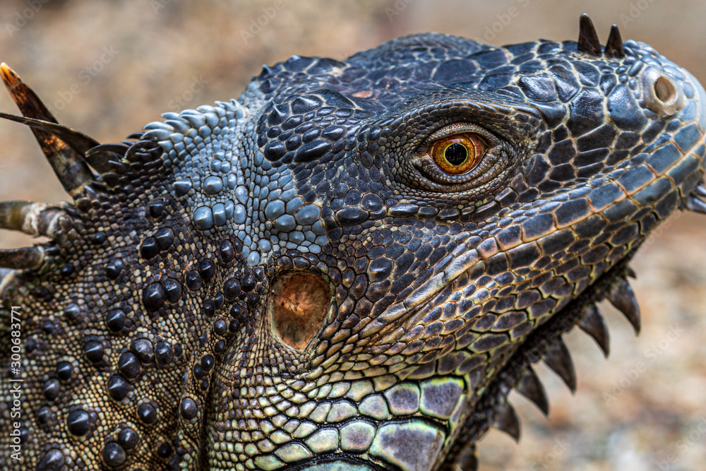 Fototapeta premium Close up image of the head of green iguana