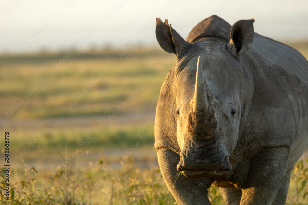 Fototapeta premium Closeup wildlife/animal portrait of a white rhino in Lake naivasha during kenya safari in Africa. Wilderness and outdoor concept.