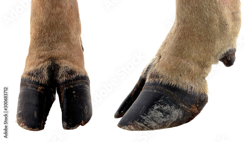cow hooves on white background. photo