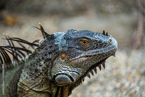 Close up image of the head of green iguana