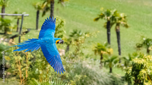 Blue and yellow macaw, Ara ararauna, beautiful parrot flying